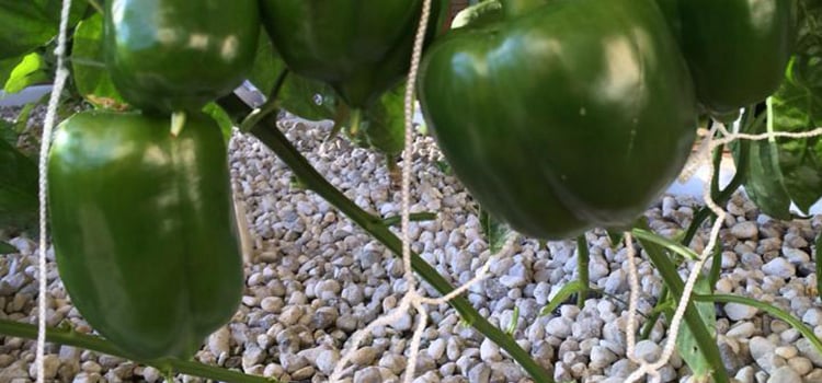 mature peppers crop in pumice grow media